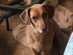Adopt Anna a Basset Hound / Labrador Retriever / Mixed dog in Salt Lake City