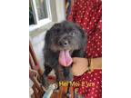 Adopt Hei Mei a Black Border Terrier / Schnauzer (Miniature) dog in Santa