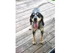 Adopt Cody a Tricolor (Tan/Brown & Black & White) Bluetick Coonhound / Mixed dog