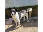 Adopt Dre a Collie, Mixed Breed