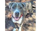 Adopt Doodles a American Staffordshire Terrier