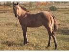 Singular Notion - Grand Dam Was a Running Quarter Horse!!