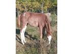 Markers Magic ~ Purebred Tennessee Walker Dam X QH Performance Bred