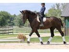 Lovely dressage trained Percheron mare