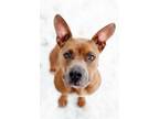 Adopt PAW MATER a American Staffordshire Terrier, Mixed Breed