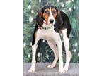 Adopt Jordan a Beagle, Treeing Walker Coonhound