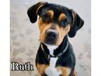 Adopt Ruth a Black and Tan Coonhound, Rottweiler