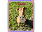 Adopt Waldo a Staffordshire Bull Terrier