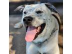 Adopt Mambo a American Staffordshire Terrier, Australian Cattle Dog / Blue