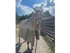 Senior Mare looking for Leisure trail riding and cuddles