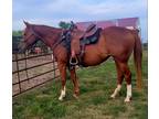 9 yr old Mare Special Effort, Cool Mint, Jet Deck Ready to haul to Barrel races!