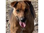 Adopt Nola a Labrador Retriever / German Shepherd Dog dog in Niagara On The