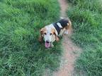 Adopt Layla a Basset Hound / Mixed dog in Salt Lake City, UT (36192175)