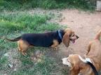 Adopt Dazy a Basset Hound / Mixed dog in Salt Lake City, UT (36192174)