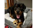 Adopt Mandy a Black Rottweiler / Mixed dog in Niagara Falls, ON (36189532)