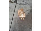 Adopt Skippy -doo a Red/Golden/Orange/Chestnut Staffordshire Bull Terrier /