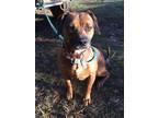 Adopt Grizzly a Beagle, Pit Bull Terrier