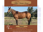 (Online Auction) Equine Online Auction -Kizzy