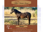(Online Auction) Equine Online Auction -Banjo