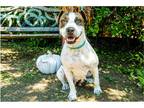 Adopt Rosie a Brindle - with White American Staffordshire Terrier / American