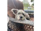 Adopt Tonya a Black - with Gray or Silver Schnauzer (Standard) / Cairn Terrier /