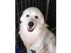Adopt Yoshi a White Great Pyrenees / Mixed dog in Liberal, KS (36196177)