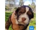 Havanese Puppy for sale in Newcastle, CA, USA