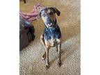 Amber Red, Doberman Pinscher For Adoption In Castle Rock, Colorado