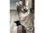 Adopt Joey a Tan or Fawn Tabby Domestic Shorthair (short coat) cat in High