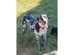 Adopt Eleanor a White - with Black Great Dane / Mixed dog in Denver
