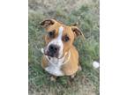 Adopt Mutt (muttley) a Brown/Chocolate - with White Boxer dog in Castle Rock