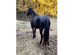 Gentle Experienced Trail Riding Mare