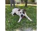 Adopt Lily a Brindle Staffordshire Bull Terrier / Mixed dog in Dallas
