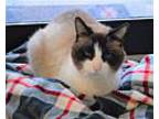 Brody, Snowshoe For Adoption In Franklin, Indiana