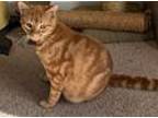 Nelson, Domestic Shorthair For Adoption In Franklin, Indiana