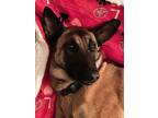 Adopt Lucy a Tan/Yellow/Fawn - with White Belgian Malinois / Mixed dog in Napa