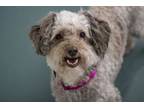 Adopt Bailey a Poodle