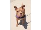 Adopt Banx a American Staffordshire Terrier