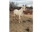 2022 Palomino Weanling Filly