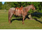 Handy Broke Red Roan QH Experienced Trail Horse