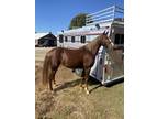 Reba- 5 year old grade Rocky Mountain saddle horse