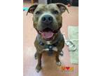 Adopt TOMMY a Brindle Bull Terrier / Mixed dog in Aliquippa, PA (36227622)