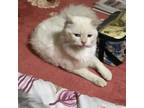 Adopt Bambi a White (Mostly) Himalayan (long coat) cat in Newmarket