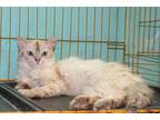 Adopt Welber a Tan or Fawn Himalayan (long coat) cat in Newmarket, ON (36226105)