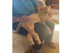 Adopt Romeo a Orange or Red (Mostly) Persian (long coat) cat in Newmarket