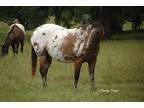 Gorgeous ApHC Leopard Mare ~ In Foal!