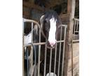 Rides and drives registered Gypsy vanner Mare