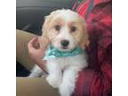 Cavachon Puppy for sale in Tampa, FL, USA