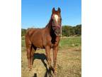 Adopt Ben a Chestnut/Sorrel Quarterhorse horse in Seneca, SC (36243185)