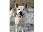 Adopt Owen a Tan/Yellow/Fawn German Shepherd Dog / Mixed dog in Gwinn